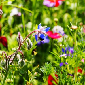 Más de 15 semillas de borraja, Borago officinalis, flor de estrella azul, hierba comestible. imagen 8
