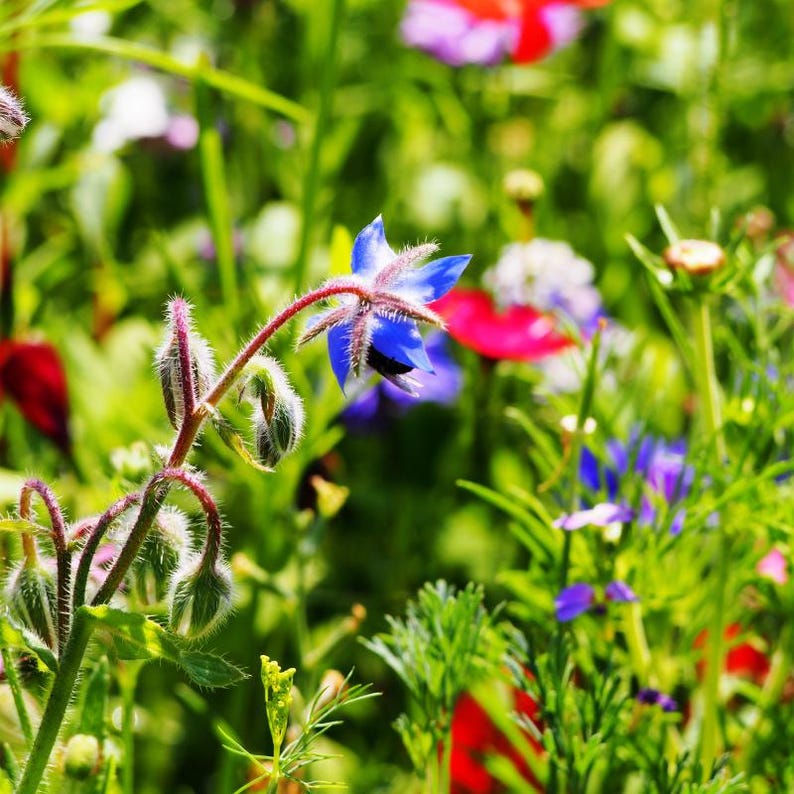 Más de 15 semillas de borraja, Borago officinalis, flor de estrella azul, hierba comestible. imagen 8