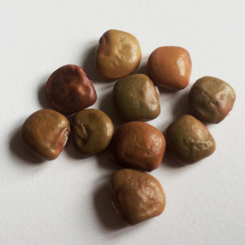 Pu&ograve; includere: Una collezione di dieci piccoli semi arrotondati con superfici lisce e sode. I semi presentano una variet&agrave; di toni terrosi, che vanno dal marrone chiaro e dorato a sfumature pi&ugrave; profonde di verde oliva e marrone rossastro, con sottili variazioni.