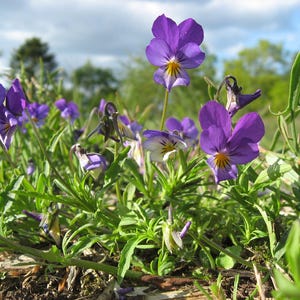 Über 100 Samen der Dreifarbigen Stiefmütterchen (Viola tricolor, Wildes Stiefmütterchen, Herzseide) Bild 4