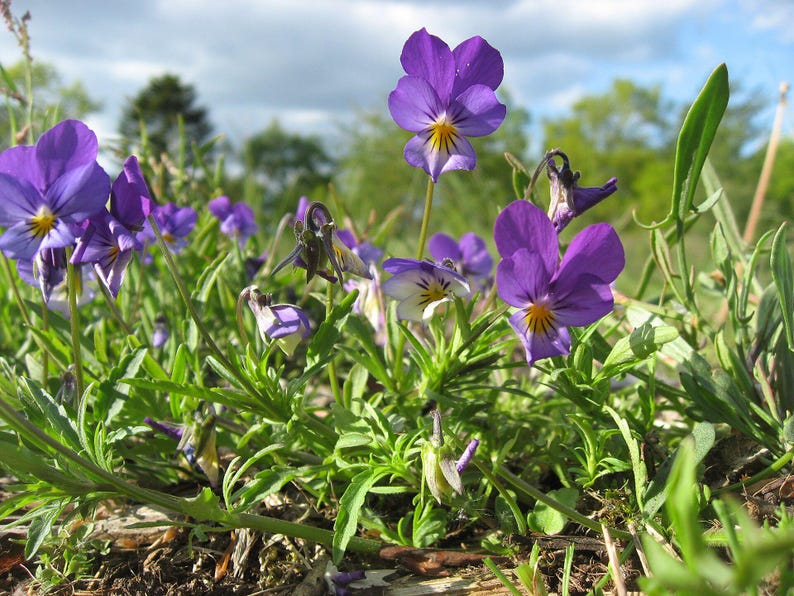 Über 100 Samen der Dreifarbigen Stiefmütterchen (Viola tricolor, Wildes Stiefmütterchen, Herzseide) Bild 4