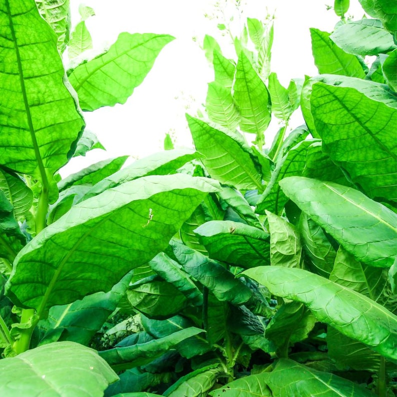 Puede incluir: Un grupo denso de hojas de tabaco grandes y de color verde vibrante con venas prominentes y superficies lisas y anchas. Las hojas est&aacute;n dispuestas en capas y superpuestas, mostrando varios tonos de verde brillante y esmeralda.