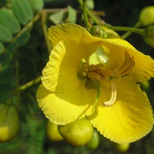 May include: A bright yellow flower with five delicate, rounded petals and prominent curved stamens in the centre. The bloom is surrounded by several smooth, round, light green flower buds and small, dark green pinnate leaves on a thin stem.