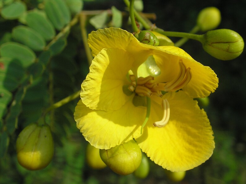 May include: A bright yellow flower with five delicate, rounded petals and prominent curved stamens in the centre. The bloom is surrounded by several smooth, round, light green flower buds and small, dark green pinnate leaves on a thin stem.
