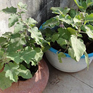 100+ Small Cluster Brinjal Seeds, Solanum melongena, Purple Cluster Eggplant, Indian Brinjal image 5