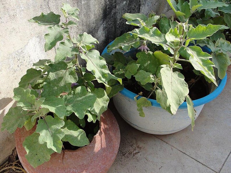 100+ Small Cluster Brinjal Seeds, Solanum melongena, Purple Cluster Eggplant, Indian Brinjal image 5