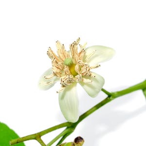 Pu&ograve; includere: Un fiore di agrume bianco con cinque petali allungati e un prominente gruppo centrale di stami marrone chiaro che circondano un piccolo stigma verde. Il fiore &egrave; attaccato a un sottile stelo verde con una foglia verde parziale visibile in basso.