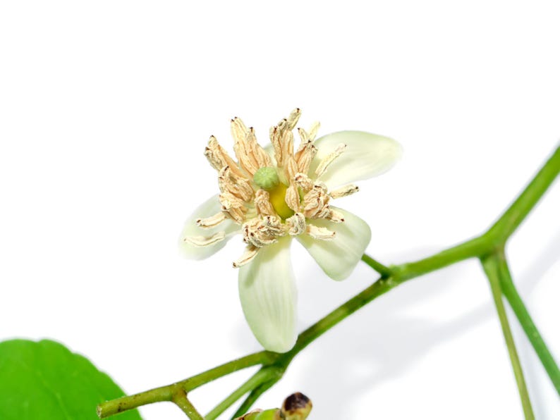 Pu&ograve; includere: Un fiore di agrume bianco con cinque petali allungati e un prominente gruppo centrale di stami marrone chiaro che circondano un piccolo stigma verde. Il fiore &egrave; attaccato a un sottile stelo verde con una foglia verde parziale visibile in basso.