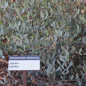 5-10 Jojoba Seeds, Simmondsia Chinensis, Jojoba Plant, Jojoba Shrub, Desert Oilseed Plant Seeds image 9