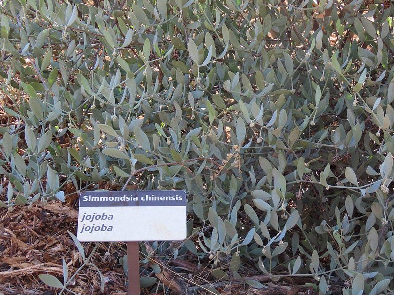 5-10 Jojoba Seeds, Simmondsia Chinensis, Jojoba Plant, Jojoba Shrub, Desert Oilseed Plant Seeds image 9