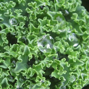 Oltre 100 semi di cavolo riccio, Brassica oleracea, cavolo riccio verde, verdura a foglia verde immagine 3