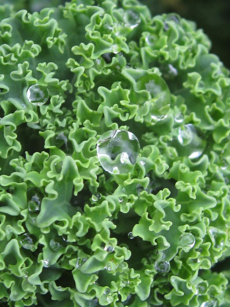 Oltre 100 semi di cavolo riccio, Brassica oleracea, cavolo riccio verde, verdura a foglia verde immagine 3