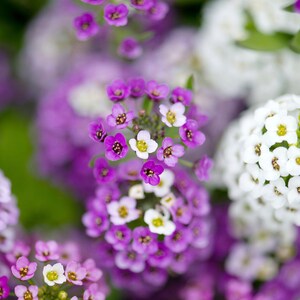 K&ouml;nnte beinhalten: Dichte Ansammlungen kleiner, vierbl&auml;ttriger Bl&uuml;ten in leuchtendem Violett, hellem Lavendel und klarem Wei&szlig;. Jede winzige Bl&uuml;te hat eine markante gelbe Mitte und bildet zusammen mit gr&uuml;nem Blattwerk kompakte, abgerundete und texturierte Bl&uuml;tenk&ouml;pfe.