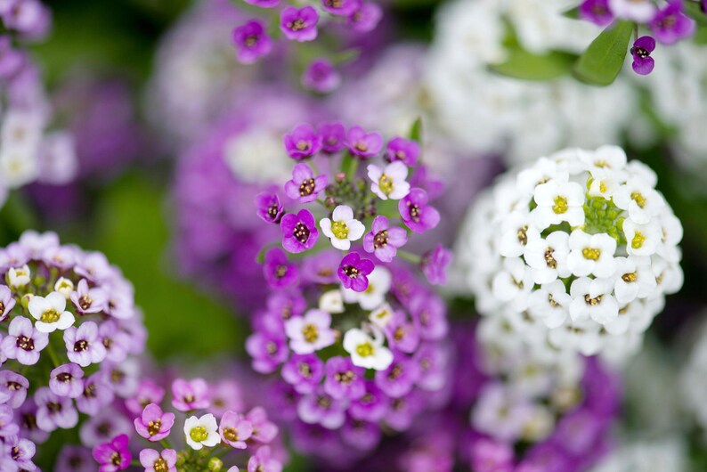 K&ouml;nnte beinhalten: Dichte Ansammlungen kleiner, vierbl&auml;ttriger Bl&uuml;ten in leuchtendem Violett, hellem Lavendel und klarem Wei&szlig;. Jede winzige Bl&uuml;te hat eine markante gelbe Mitte und bildet zusammen mit gr&uuml;nem Blattwerk kompakte, abgerundete und texturierte Bl&uuml;tenk&ouml;pfe.