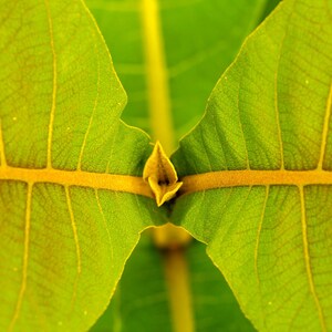 Pu&ograve; includere: Una vista ravvicinata di due foglie verdi simmetriche con venature gialle prominenti che si incontrano in un punto centrale. Le foglie hanno una superficie strutturata e una nervatura centrale distinta che si estende orizzontalmente, con una piccola gemma.