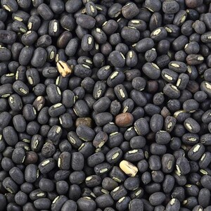 100-300 semillas de frijol mungo negro, Vigna radiata, Kali Mung, germinadas imagen 1