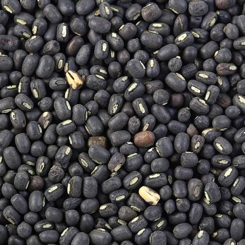 100-300 semillas de frijol mungo negro, Vigna radiata, Kali Mung, germinadas imagen 1