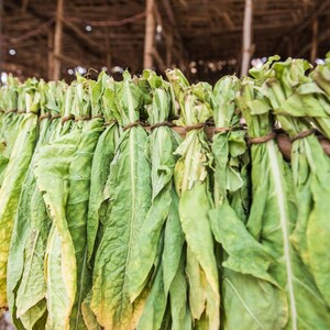 50-300 gele bladeren, 36 tabakszaden, Nicotiana tabacum afbeelding 9