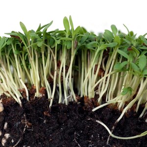 Meer dan 300 tuinkerszaadjes, Lepidium sativum, Halim, Microgreens kruiden afbeelding 9