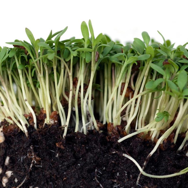 Meer dan 300 tuinkerszaadjes, Lepidium sativum, Halim, Microgreens kruiden afbeelding 9