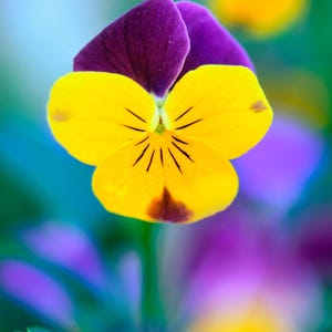 K&ouml;nnte beinhalten: Eine einzelne Stiefm&uuml;tterchenbl&uuml;te mit zwei tiefvioletten oberen Bl&uuml;tenbl&auml;ttern und drei leuchtend gelben unteren Bl&uuml;tenbl&auml;ttern. Die Mitte der gelben Bl&auml;tter zeigt feine dunkelbraune Adern, die von der Mitte ausstrahlen, mit einem kleinen dunkelbraunen Fleck an der Basis.