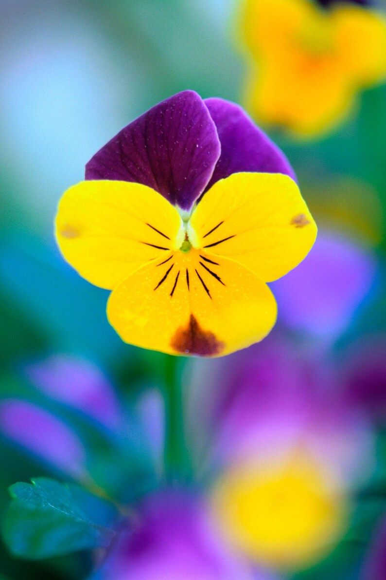 K&ouml;nnte beinhalten: Eine einzelne Stiefm&uuml;tterchenbl&uuml;te mit zwei tiefvioletten oberen Bl&uuml;tenbl&auml;ttern und drei leuchtend gelben unteren Bl&uuml;tenbl&auml;ttern. Die Mitte der gelben Bl&auml;tter zeigt feine dunkelbraune Adern, die von der Mitte ausstrahlen, mit einem kleinen dunkelbraunen Fleck an der Basis.