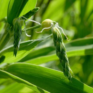 Op de afbeelding: Een close-up van een Jobstranenplant met groene, kegelvormige zaadhoofden en gladde, langwerpige bladeren. De plant toont kleine, lichtgele, ronde zaden die tevoorschijn komen uit de basis van de groene, getextureerde, schubachtige schutbladeren.