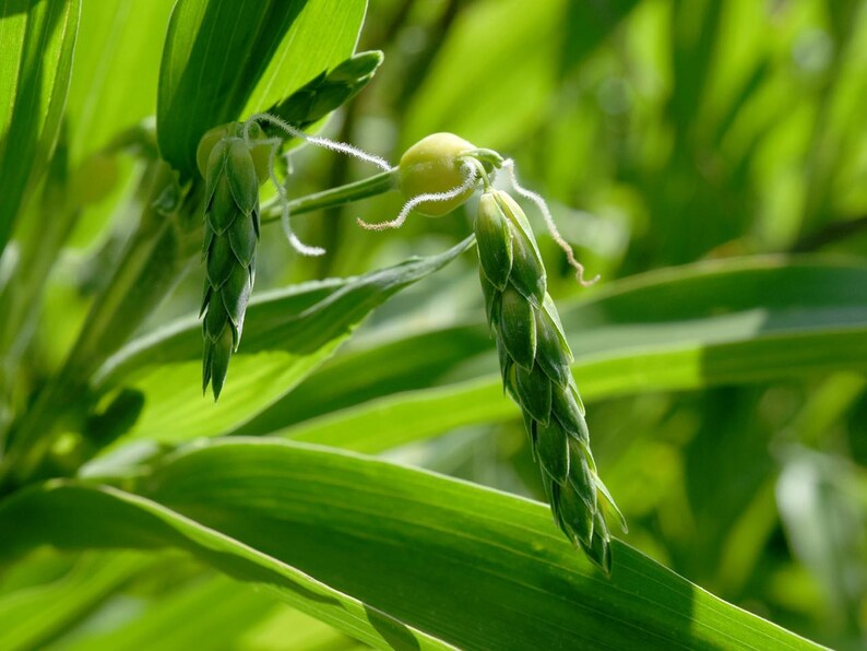 Op de afbeelding: Een close-up van een Jobstranenplant met groene, kegelvormige zaadhoofden en gladde, langwerpige bladeren. De plant toont kleine, lichtgele, ronde zaden die tevoorschijn komen uit de basis van de groene, getextureerde, schubachtige schutbladeren.