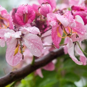 Puede incluir: Un racimo de flores de color rosa vibrante y blanco que florecen en una rama de color marr&oacute;n oscuro. Los delicados p&eacute;talos est&aacute;n cubiertos de peque&ntilde;as gotas de agua transparentes, resaltando la textura de las flores y los estambres amarillos.