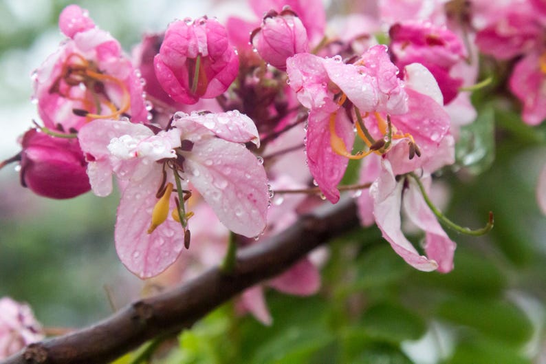 Puede incluir: Un racimo de flores de color rosa vibrante y blanco que florecen en una rama de color marr&oacute;n oscuro. Los delicados p&eacute;talos est&aacute;n cubiertos de peque&ntilde;as gotas de agua transparentes, resaltando la textura de las flores y los estambres amarillos.