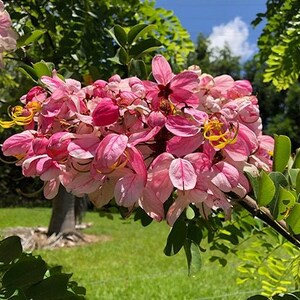 Puede incluir: Un racimo de flores de color rosa y blanco con estambres amarillos prominentes que crecen en una rama. Los p&eacute;talos muestran diversos tonos de rosa, desde pastel suave hasta magenta intenso, dispuestos en una floraci&oacute;n densa y redondeada con hojas verdes.