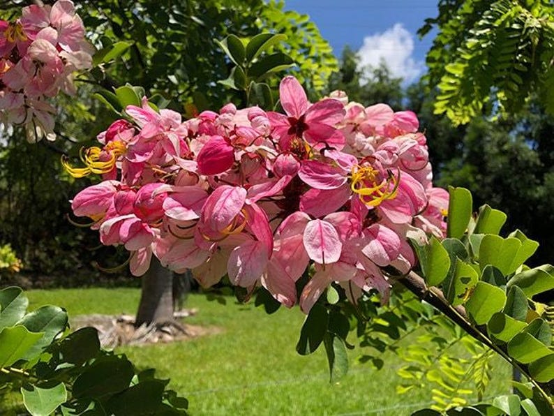 Puede incluir: Un racimo de flores de color rosa y blanco con estambres amarillos prominentes que crecen en una rama. Los p&eacute;talos muestran diversos tonos de rosa, desde pastel suave hasta magenta intenso, dispuestos en una floraci&oacute;n densa y redondeada con hojas verdes.