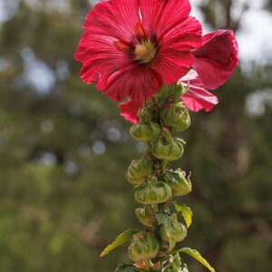 Plus de 50 graines de roses trémières naines (Alcea rosea), mélange de roses trémières, fleurs multicolores, jardin champêtre image 2