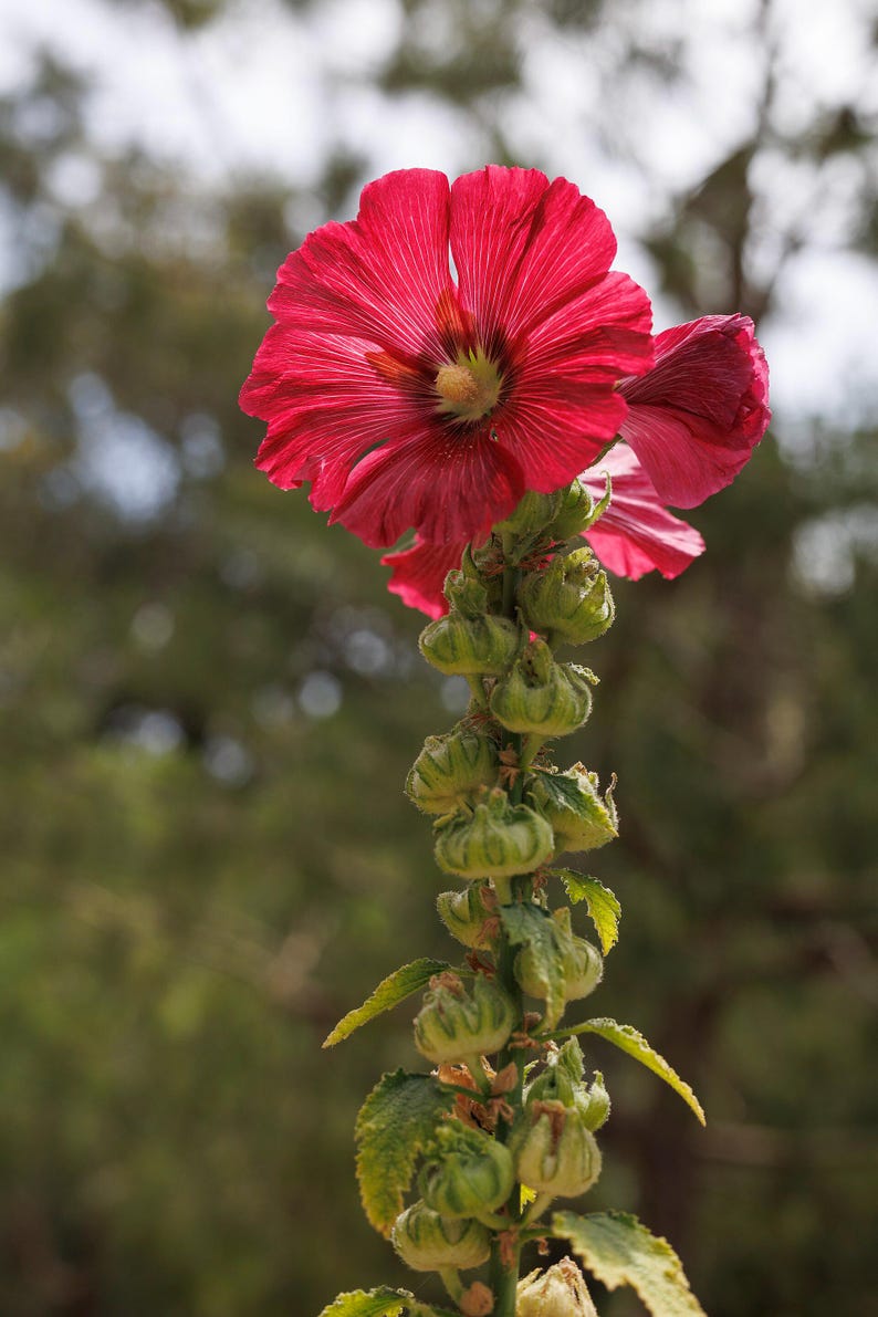 Plus de 50 graines de roses trémières naines (Alcea rosea), mélange de roses trémières, fleurs multicolores, jardin champêtre image 2