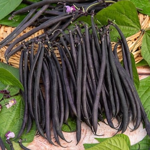 Pu&ograve; includere: Un grande raccolto di fagioli lunghi, sottili e di colore viola intenso con la buccia liscia. I fagioli sono raggruppati, mostrando il loro colore scuro e uniforme e le forme curve. Diverse foglie verdi vivaci con venature visibili sono sparse.