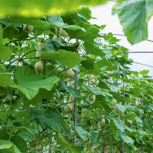 10-25 pestek dyni piżmowej, dyni piżmowej, dyń, tykw i melonów zdjęcie 4
