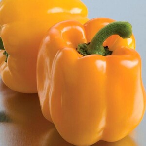 Más de 10 semillas de pimiento amarillo dulce, Capsicum annuum, pimiento morrón amarillo, pimiento dulce suave. imagen 3
