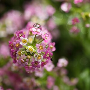 K&ouml;nnte beinhalten: Eine Ansammlung kleiner, vierbl&auml;ttriger Bl&uuml;ten in Rosa- und Wei&szlig;t&ouml;nen, mit einem einzelnen klaren Wassertropfen auf einem oberen Bl&uuml;tenblatt und einem winzigen dunklen Insekt an der Seite der Bl&uuml;te, vor einem weichen, unscharfen gr&uuml;nen Hintergrund.