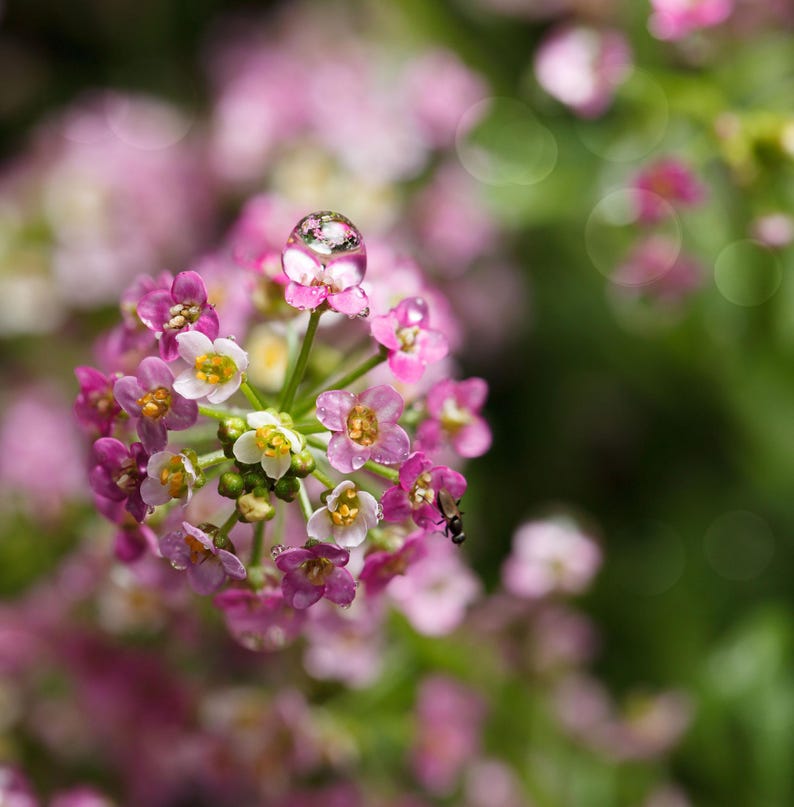 K&ouml;nnte beinhalten: Eine Ansammlung kleiner, vierbl&auml;ttriger Bl&uuml;ten in Rosa- und Wei&szlig;t&ouml;nen, mit einem einzelnen klaren Wassertropfen auf einem oberen Bl&uuml;tenblatt und einem winzigen dunklen Insekt an der Seite der Bl&uuml;te, vor einem weichen, unscharfen gr&uuml;nen Hintergrund.