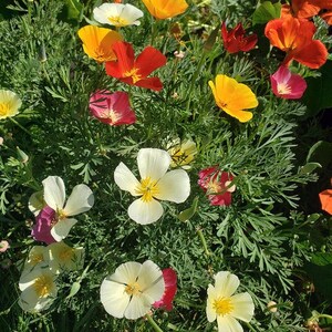 May include: A cluster of California poppies featuring four-petaled blossoms in vibrant shades of white, yellow, orange, red, and pink. The flowers have prominent yellow centres and are surrounded by fine, feathery, green, fern-like foliage.