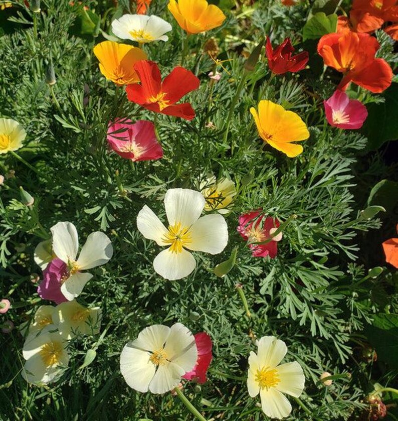 May include: A cluster of California poppies featuring four-petaled blossoms in vibrant shades of white, yellow, orange, red, and pink. The flowers have prominent yellow centres and are surrounded by fine, feathery, green, fern-like foliage.