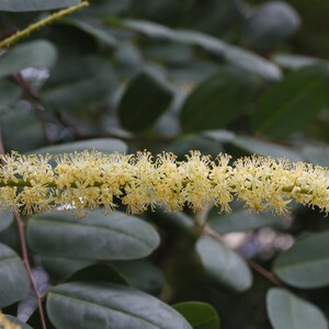 Puede incluir: Un racimo de flores plumosas de color amarillo p&aacute;lido dispuestas en una espiga larga y cil&iacute;ndrica. Las flores presentan numerosos estambres finos y delicados que se extienden hacia afuera. La inflorescencia destaca sobre hojas ovaladas verde oscuro.
