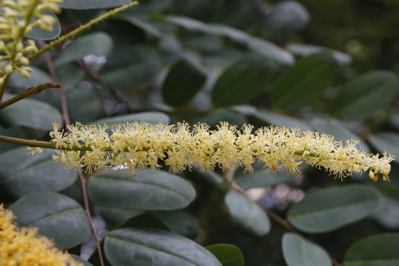 Puede incluir: Un racimo de flores plumosas de color amarillo p&aacute;lido dispuestas en una espiga larga y cil&iacute;ndrica. Las flores presentan numerosos estambres finos y delicados que se extienden hacia afuera. La inflorescencia destaca sobre hojas ovaladas verde oscuro.