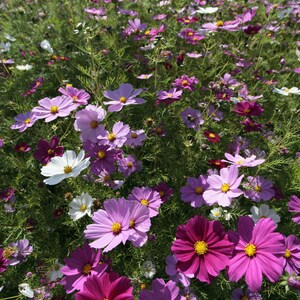 K&ouml;nnte beinhalten: Ein dichtes Feld aus Kosmeen mit einer Vielzahl von Farbt&ouml;nen, darunter tief magentafarbene, hellrosa und wei&szlig;e Bl&uuml;tenbl&auml;tter. Jede Blume hat eine markante gelbe Mitte und wird von d&uuml;nnen gr&uuml;nen Stielen und feinem, zartem Laub getragen.