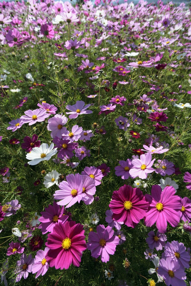 K&ouml;nnte beinhalten: Ein dichtes Feld aus Kosmeen mit einer Vielzahl von Farbt&ouml;nen, darunter tief magentafarbene, hellrosa und wei&szlig;e Bl&uuml;tenbl&auml;tter. Jede Blume hat eine markante gelbe Mitte und wird von d&uuml;nnen gr&uuml;nen Stielen und feinem, zartem Laub getragen.
