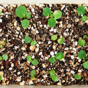 Más de 20 semillas de Dorstenia Foetida, planta de caudex rara, suculenta de madera apestosa, semillas de plantas exóticas de colección. imagen 9