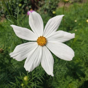 Über 100 Kosmeensamen, Kosmeen der Art Cosmos Bipinnatus, Kosmeen in verschiedenen Farben, rosa-weiße Blüten, Bauerngarten, bestäuberfreundliche Schnittblumensamen Bild 9