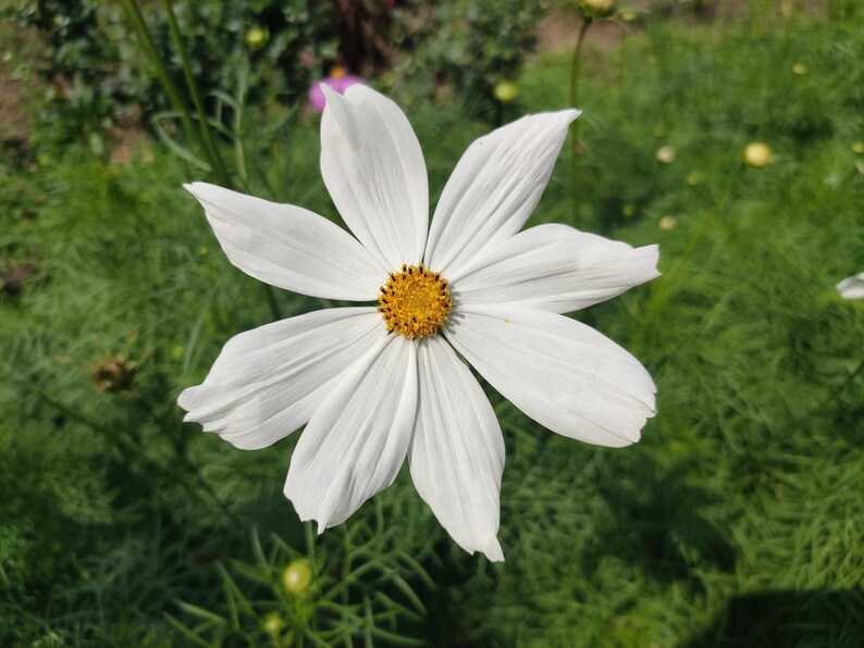 Über 100 Kosmeensamen, Kosmeen der Art Cosmos Bipinnatus, Kosmeen in verschiedenen Farben, rosa-weiße Blüten, Bauerngarten, bestäuberfreundliche Schnittblumensamen Bild 9