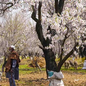 以下が含まれることがあります： 暗く質感のある幹と白や淡いピンクの花で覆われた枝を持つ、満開のアーモンドの木々で満たされた果樹園。青いチュニックの上に茶色のショールを羽織った人物が木々の間に立ち、近くでは羊が草を食んでいる。