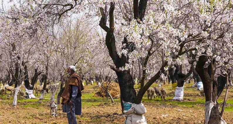 以下が含まれることがあります： 暗く質感のある幹と白や淡いピンクの花で覆われた枝を持つ、満開のアーモンドの木々で満たされた果樹園。青いチュニックの上に茶色のショールを羽織った人物が木々の間に立ち、近くでは羊が草を食んでいる。